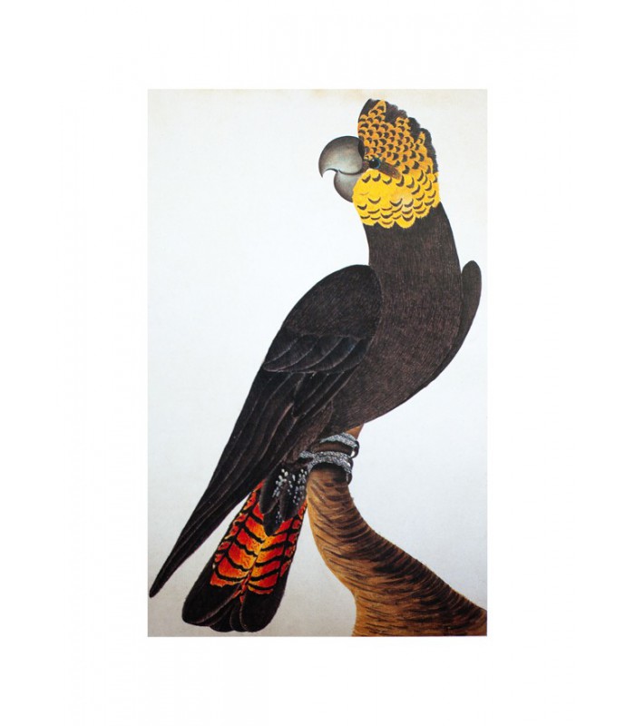 Oiseau_4